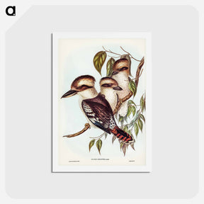 アートポストカード-Great Brown Kingfisher
 - ジョン グールド Postcard.