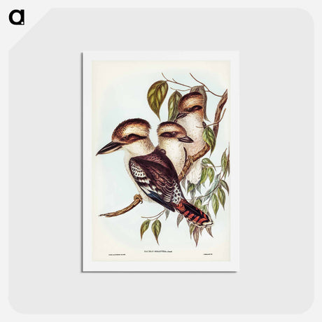 アートポストカード-Great Brown Kingfisher
 - ジョン グールド Postcard.