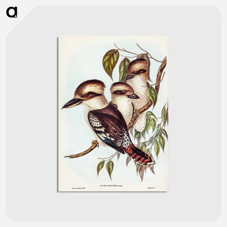 アートポストカード-Great Brown Kingfisher
 - ジョン グールド Postcard.