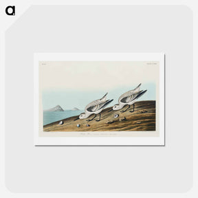 アートポストカード-Sanderling from Birds of America
 - ジョン ジェームス オーデュボン Postcard.