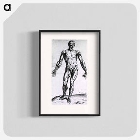 アートポスター-Musculature of the Human Body
 - 国立医学図書館 Poster.