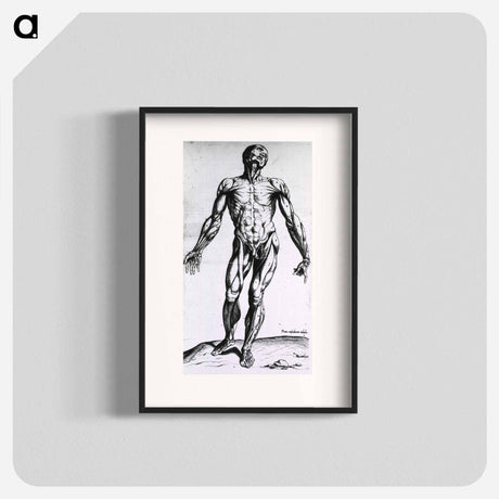 アートポスター-Musculature of the Human Body
 - 国立医学図書館 Poster.