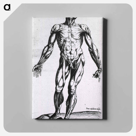 アートパネル-Musculature of the Human Body
 - 国立医学図書館 Canvas.