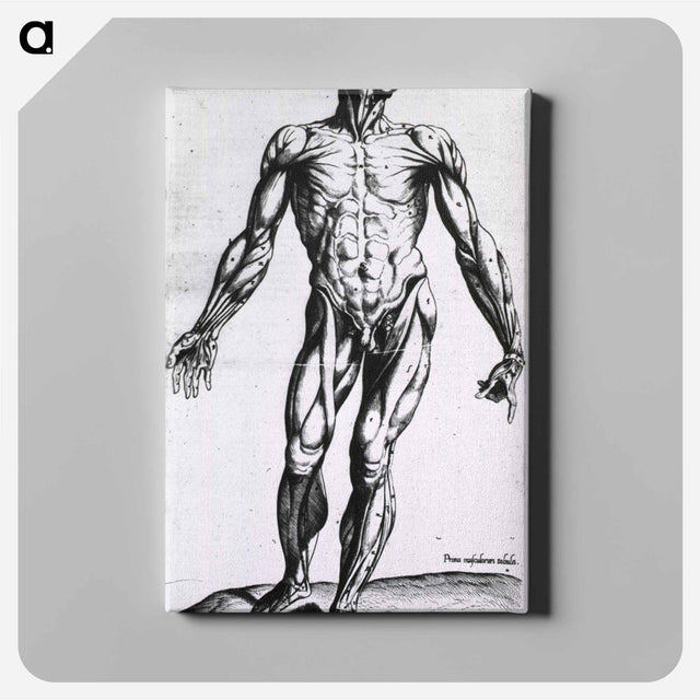アートパネル-Musculature of the Human Body
 - 国立医学図書館 Canvas.