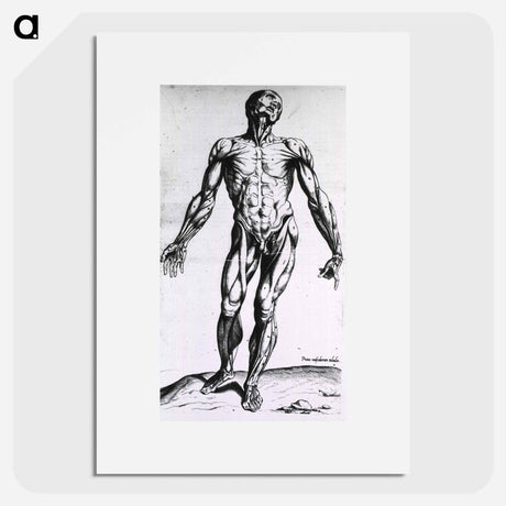 アートポスター-Musculature of the Human Body
 - 国立医学図書館 Poster.