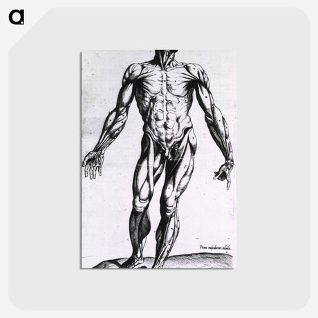 アートポストカード-Musculature of the Human Body
 - 国立医学図書館 Postcard.