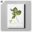4-92_Pierre-Joseph-Redoute_canvas