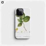 Witch-hazel - ピエール ジョゼフ ルドゥーテ Phone Case.