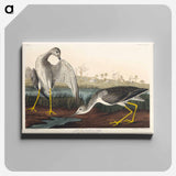 アートパネル-Tell-tale Godwit or Snipe from Birds of America
 - アメリカの鳥たち Canvas.