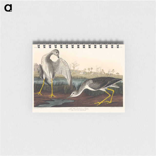 アートメモ帳-Tell-tale Godwit or Snipe from Birds of America
 - アメリカの鳥たち Memo.