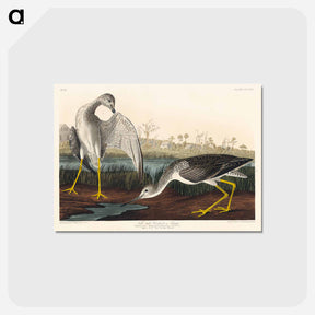 アートポストカード-Tell-tale Godwit or Snipe from Birds of America
 - アメリカの鳥たち Postcard.