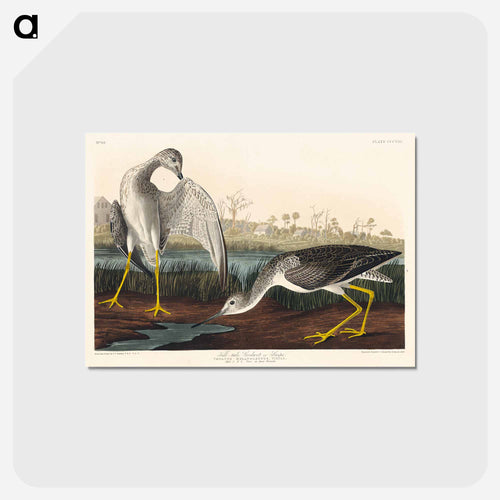 Tell-tale Godwit or Snipe from Birds of America
 - アメリカの鳥たち Postcard.
