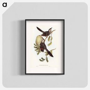 アートポスター-Brush Wattle Bird
 - オーストラリアの鳥 Poster.