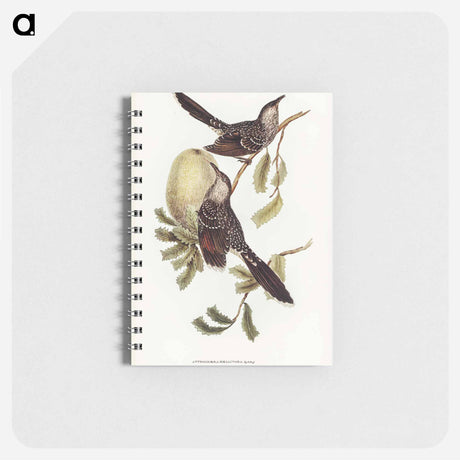アートメモ帳-Brush Wattle Bird
 - オーストラリアの鳥 Memo.
