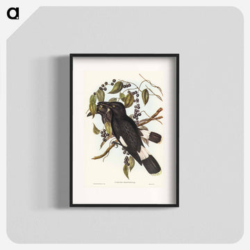 Great Crow-Shrike
 - ジョン グールド Poster.