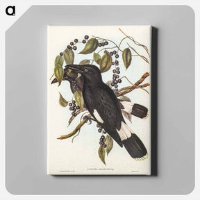 アートパネル-Great Crow-Shrike
 - ジョン グールド Canvas.