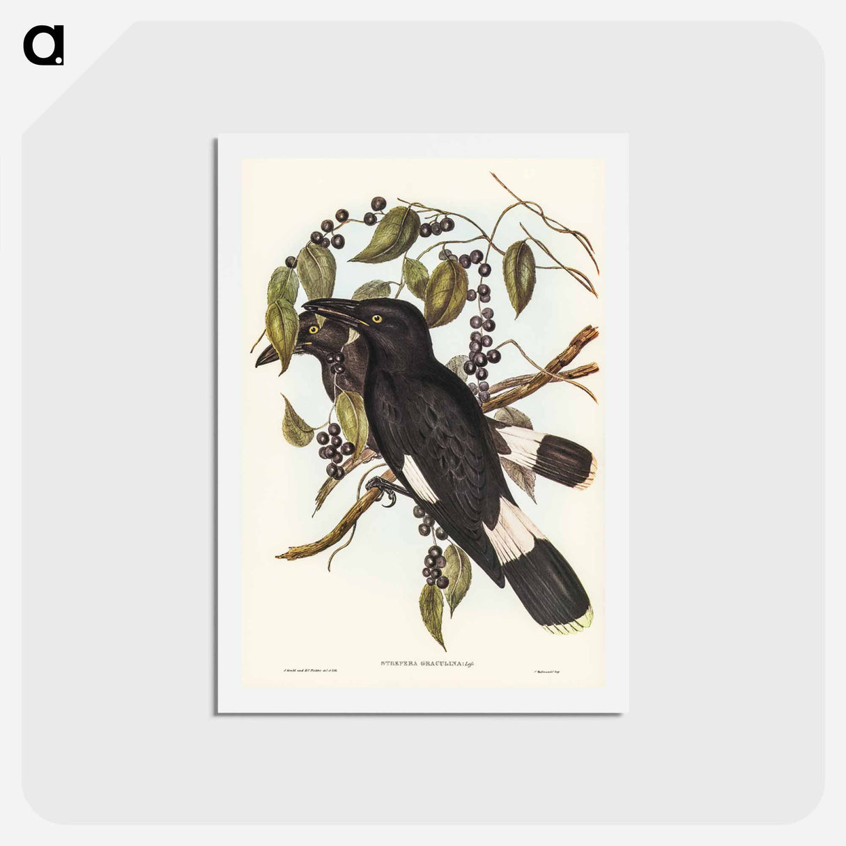 アートポストカード-Great Crow-Shrike
 - ジョン グールド Postcard.