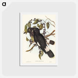 アートポストカード-Great Crow-Shrike
 - ジョン グールド Postcard.