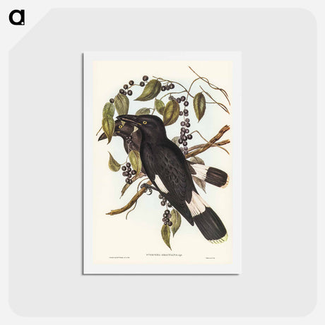 アートポストカード-Great Crow-Shrike
 - ジョン グールド Postcard.