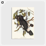 アートポストカード-Great Crow-Shrike
 - ジョン グールド Postcard.