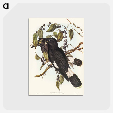 アートポストカード-Great Crow-Shrike
 - ジョン グールド Postcard.