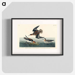 アートポスター-Hyperborean Phalarope
 - ジョン ジェームス オーデュボン Poster.