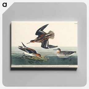 アートパネル-Hyperborean Phalarope
 - ジョン ジェームス オーデュボン Canvas.