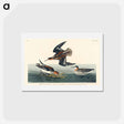 アートポストカード-Hyperborean Phalarope
 - ジョン ジェームス オーデュボン Postcard.