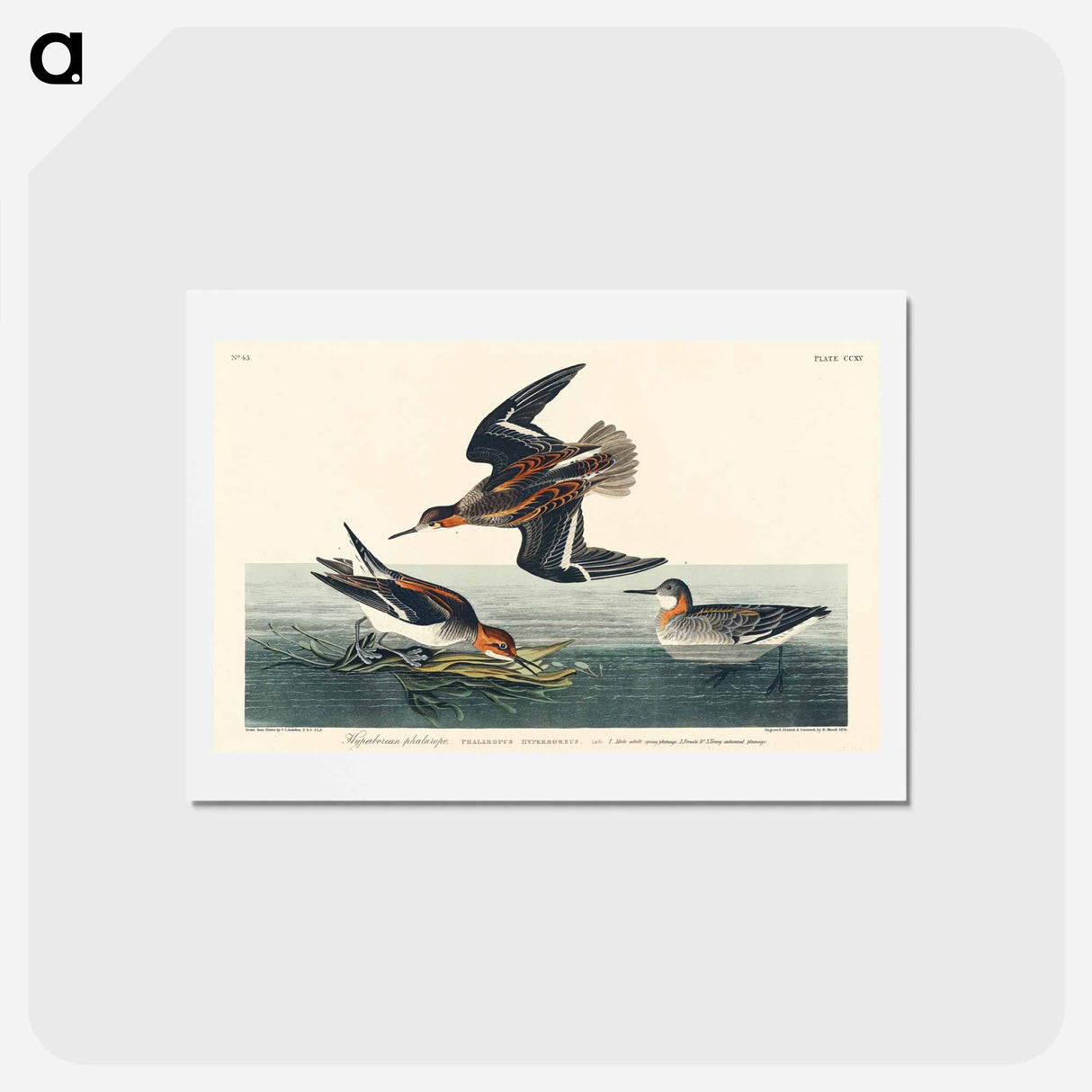 アートポストカード-Hyperborean Phalarope
 - ジョン ジェームス オーデュボン Postcard.