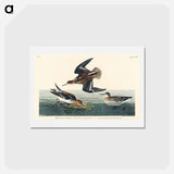 アートポストカード-Hyperborean Phalarope
 - ジョン ジェームス オーデュボン Postcard.