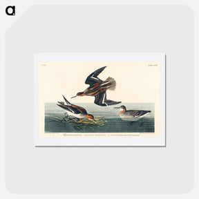 アートポストカード-Hyperborean Phalarope
 - ジョン ジェームス オーデュボン Postcard.