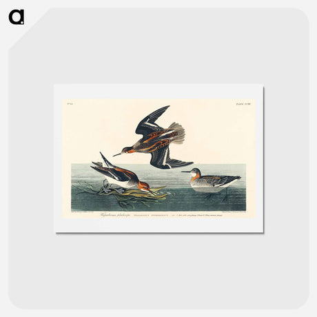 アートポストカード-Hyperborean Phalarope
 - ジョン ジェームス オーデュボン Postcard.