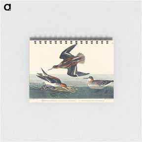 アートメモ帳-Hyperborean Phalarope
 - ジョン ジェームス オーデュボン Memo.