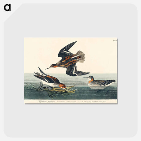 アートポストカード-Hyperborean Phalarope
 - ジョン ジェームス オーデュボン Postcard.