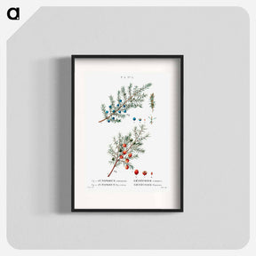 アートポスター-Common juniper - ピエール ジョゼフ ルドゥーテ Poster.
