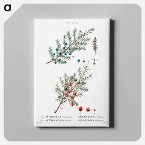 アートパネル-Common juniper - ピエール ジョゼフ ルドゥーテ Canvas.