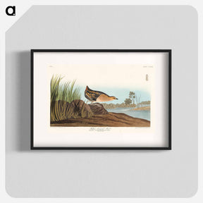 アートポスター-Yellow-breasted Rail from Birds of America
 - アメリカの鳥たち Poster.