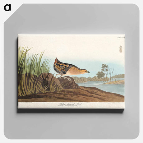 アートパネル-Yellow-breasted Rail from Birds of America
 - アメリカの鳥たち Canvas.