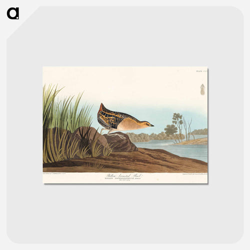 Yellow-breasted Rail from Birds of America
 - アメリカの鳥たち Postcard.