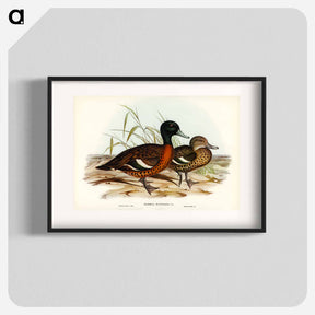 アートポスター-Chestnut-breasted Duck
 - オーストラリアの鳥 Poster.