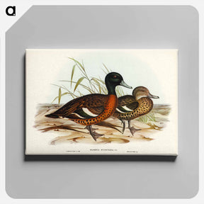 アートパネル-Chestnut-breasted Duck
 - オーストラリアの鳥 Canvas.