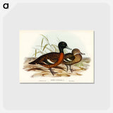 アートポストカード-Chestnut-breasted Duck
 - オーストラリアの鳥 Postcard.