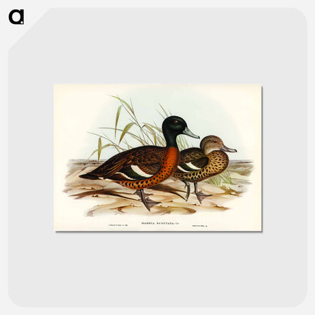 アートポストカード-Chestnut-breasted Duck
 - オーストラリアの鳥 Postcard.