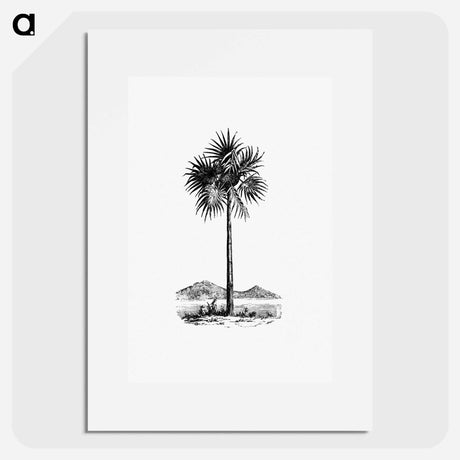 アートポスター-Palm Tree Engraving
 - 大英図書館 Poster.