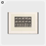 アートポストカード-Naked Horseman
 - エドワード マイブリッジ Postcard.