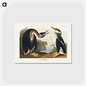 アートポストカード-Red-necked Grebe
 - ジョン ジェームス オーデュボン Postcard.