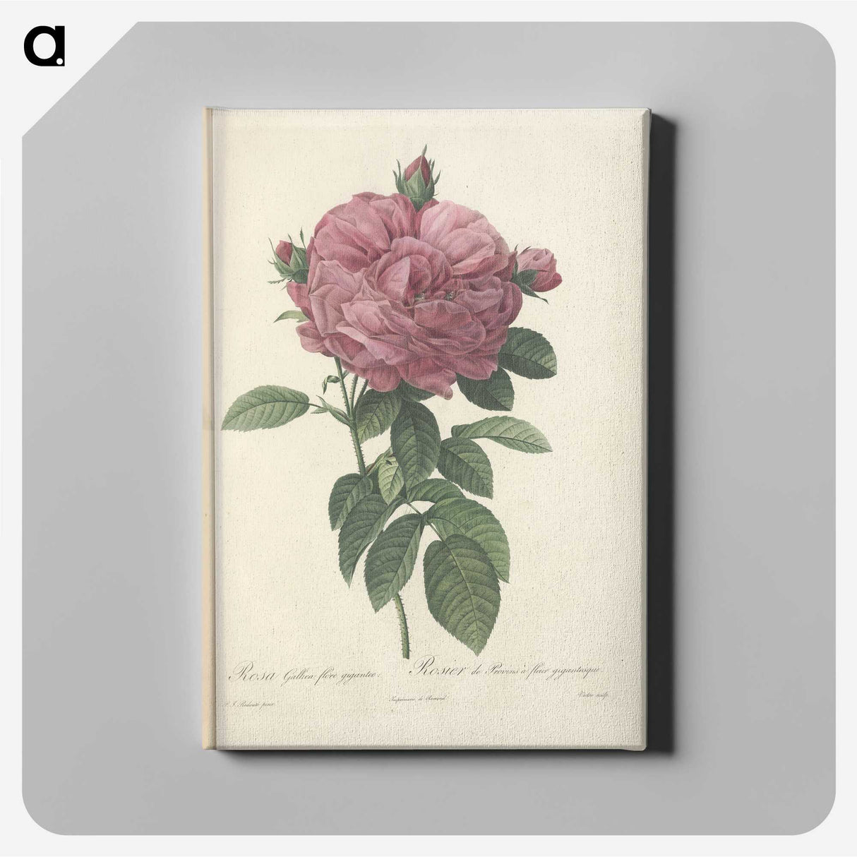 4-94_Pierre-Joseph-Redoute_canvas