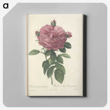 4-94_Pierre-Joseph-Redoute_canvas