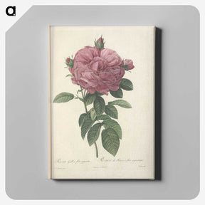4-94_Pierre-Joseph-Redoute_canvas