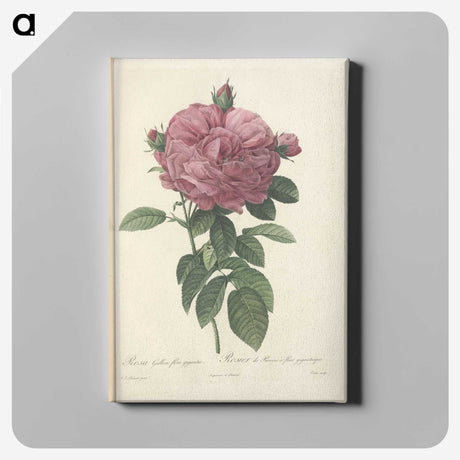 4-94_Pierre-Joseph-Redoute_canvas